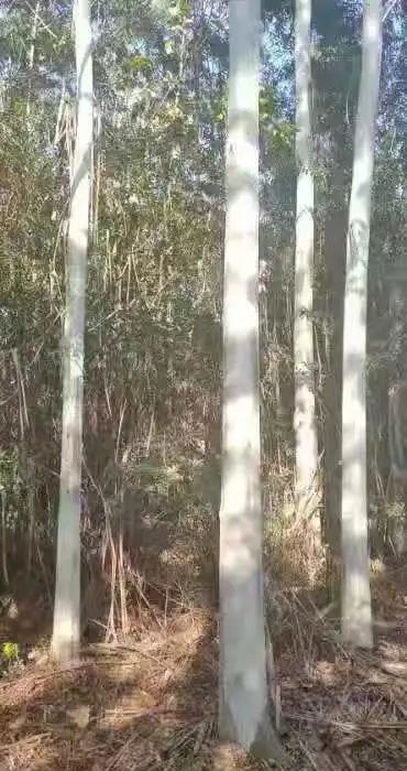福建省泉州市泉港區(qū)國(guó)有筆架山林場(chǎng)林木采伐權(quán)拍賣(mài)公告