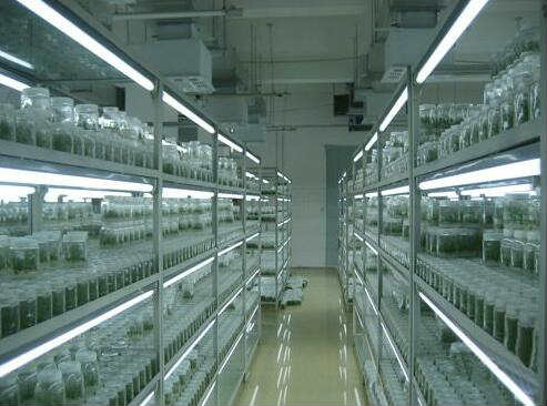 蔬菜組培間設(shè)計(jì)/植物快繁那里做/組織培養(yǎng)間效果圖/風(fēng)淋室組培室規(guī)劃