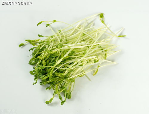芽苗蔬菜栽培技術(shù)