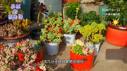 天津花卉市場的多肉價格你能接受嗎,網友說一年也賣不出一兩盆