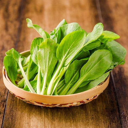 雞毛菜生命力旺盛,陽臺(tái)找個(gè)地方種一筐,生長(zhǎng)快吃起來真新鮮