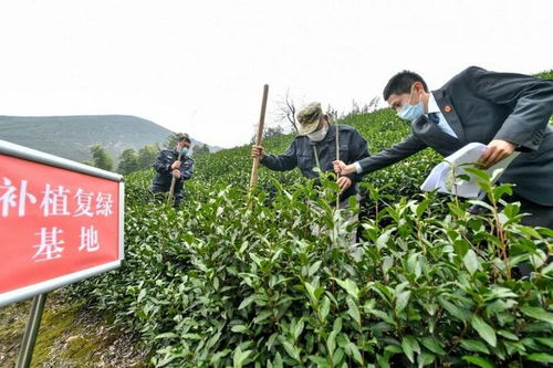 濫伐林木被判3年 他在長興和平山里補(bǔ)植100多棵樹