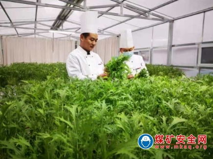 唐口煤業(yè) 第一批無土栽培有機(jī)蔬菜開始采摘