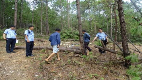 麗江警方破獲近年來(lái)特大濫伐林木系列案,涉案9人均被判處有期徒刑以上刑法...