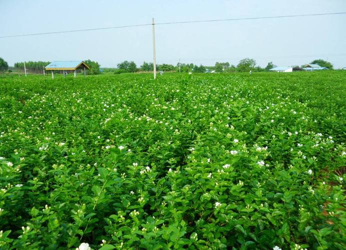 p>橫州茉莉花,廣西壯族自治區(qū)橫州市特產(chǎn),中國(guó)國(guó)家地理標(biāo)志產(chǎn)品.