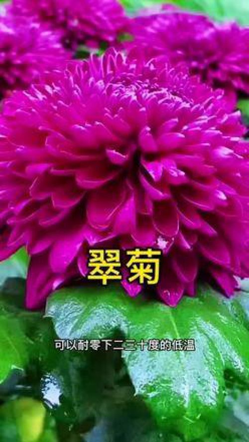 耐寒又耐高溫的翠菊 花期長好養活 養花小知識 養花 花卉綠植