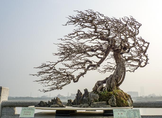 【嶺南盆景攝影圖片】生態攝影_太平洋電腦網攝影部落