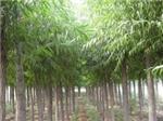 有品質的林木種植推薦:靈川林木種植-桂林江泰投資提供有品質的林木種植推薦:靈川林木種植的相關介紹、產品、服務、圖片、價格房地產開發、土地、園林綠化、林木種植、房地產投資、房屋、