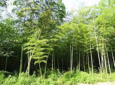 小長(zhǎng)假最全馬鞍山出游攻略,爬山、溫泉、公園…想怎么嗨就怎么嗨!
