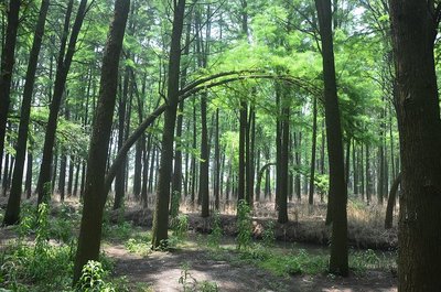 進(jìn)去之后就被震撼了,當(dāng)天很熱,但在林子里面真是涼快… 林木都是水杉和池杉,據(jù)說是80年代.