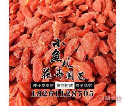 【廠家批發(fā)林木種子枸杞種子價(jià)格包發(fā)芽紅枸杞種子銷售】沭陽縣扎下鎮(zhèn)小魚兒花卉園藝場 - 產(chǎn)品庫